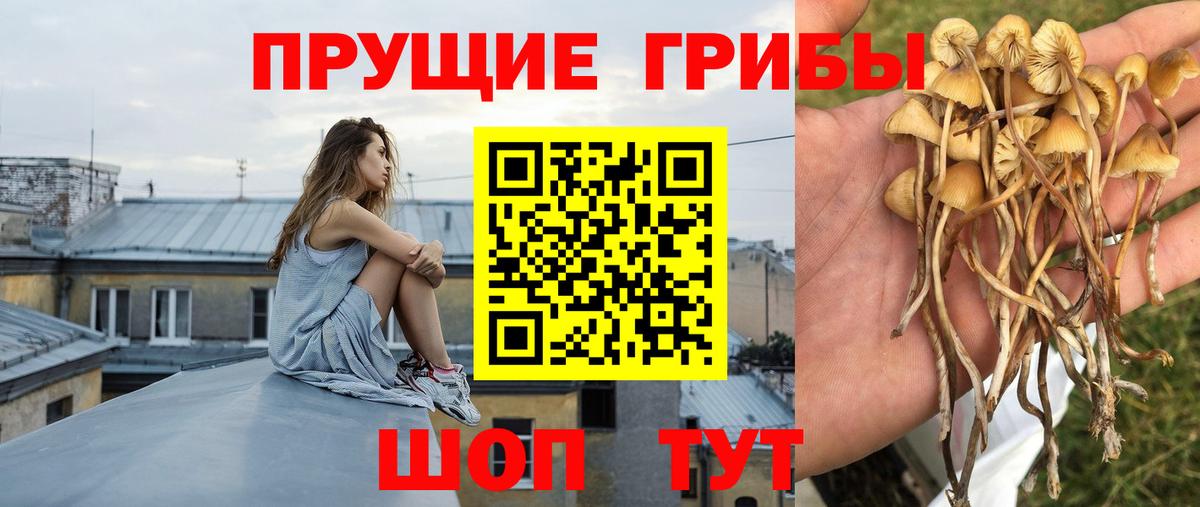 Псилоцибиновые грибы мицелий Дербент